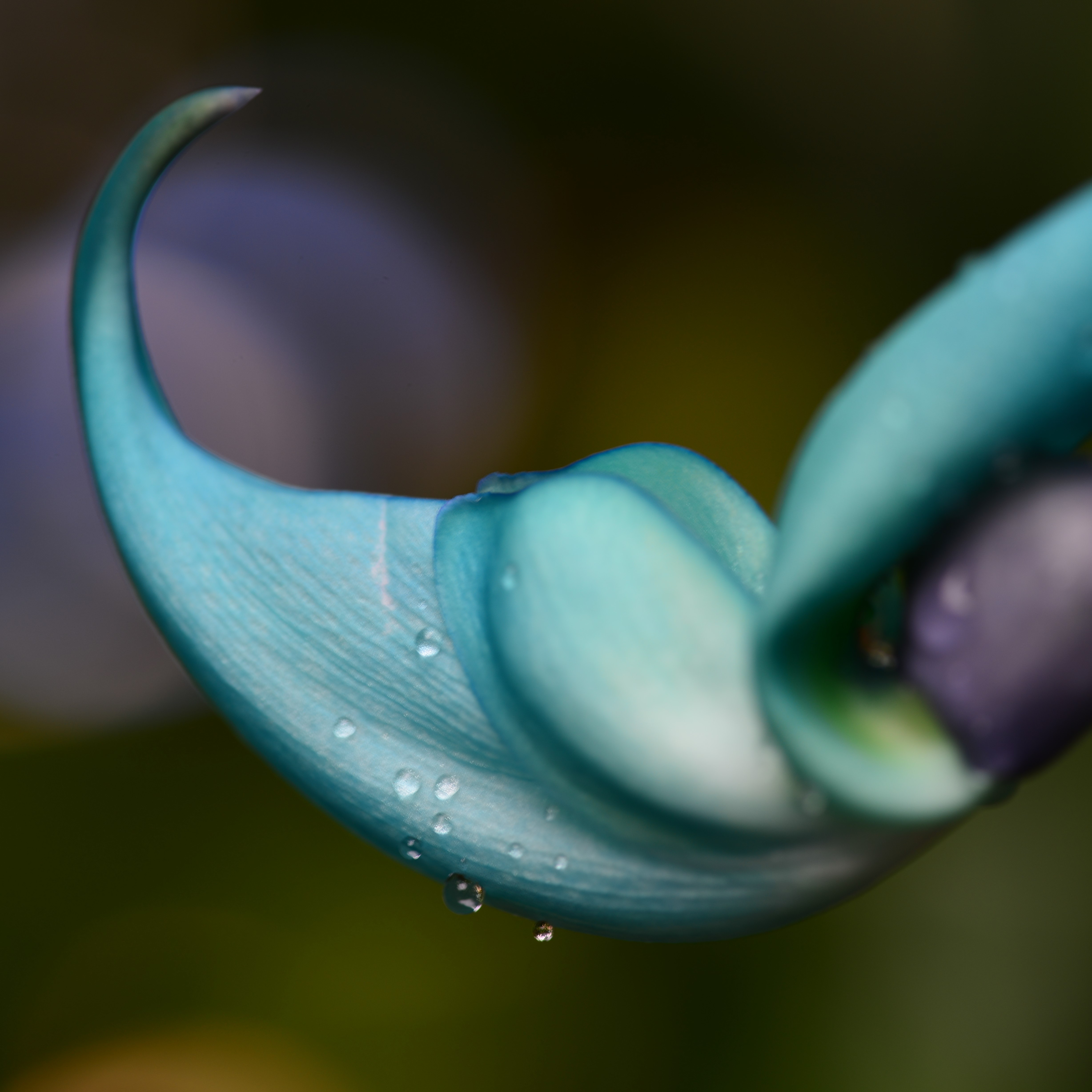 女王の耳飾りと呼ばれる花～ヒスイカズラ～ | 筆記具専門店キングダム