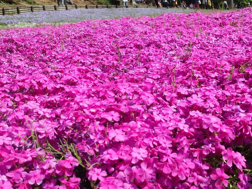 満開を過ぎていたので、関東近郊では4月半ばくらいの方が見応えあるかもしれません