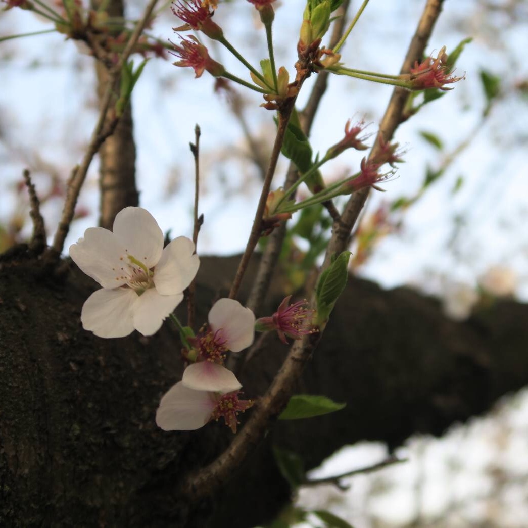 桜の健康診断。